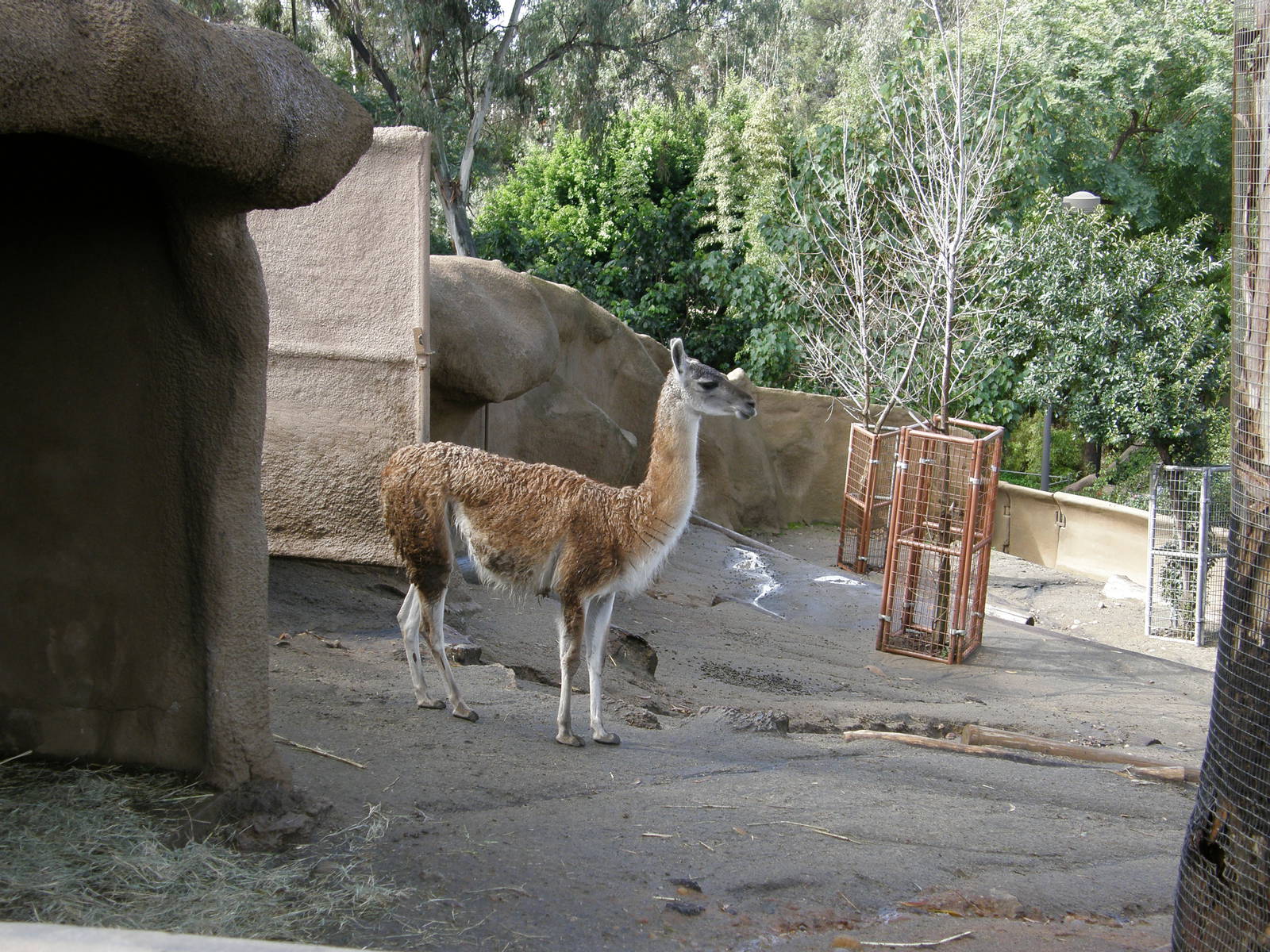 guanaco