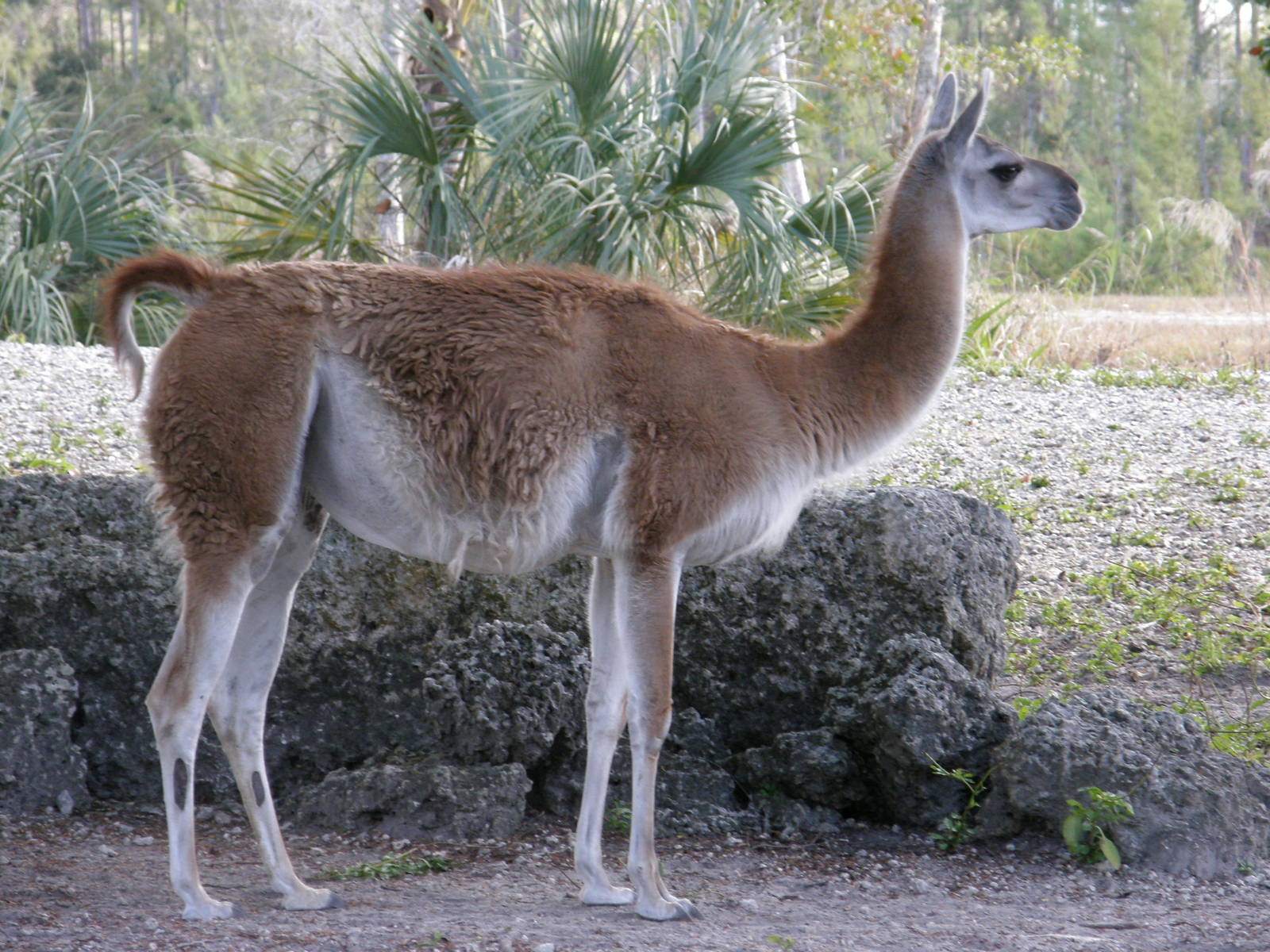 guanaco