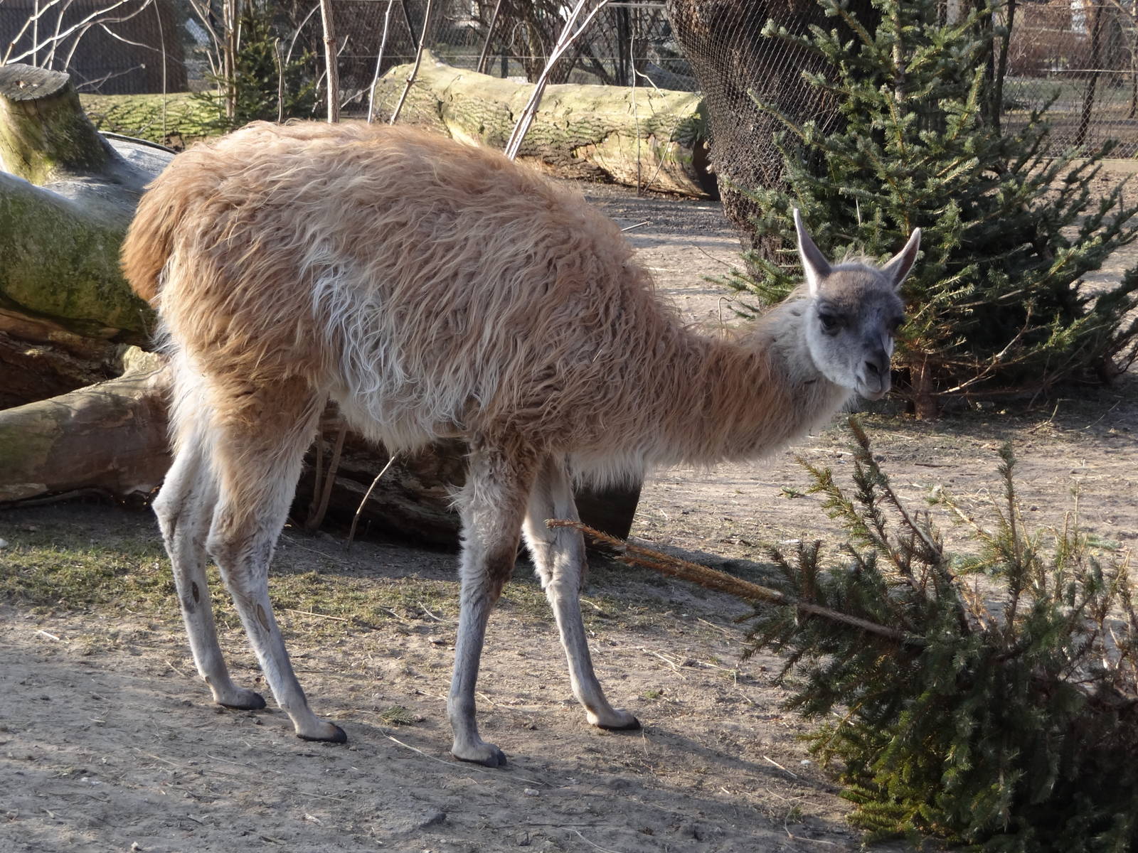 Guanaco