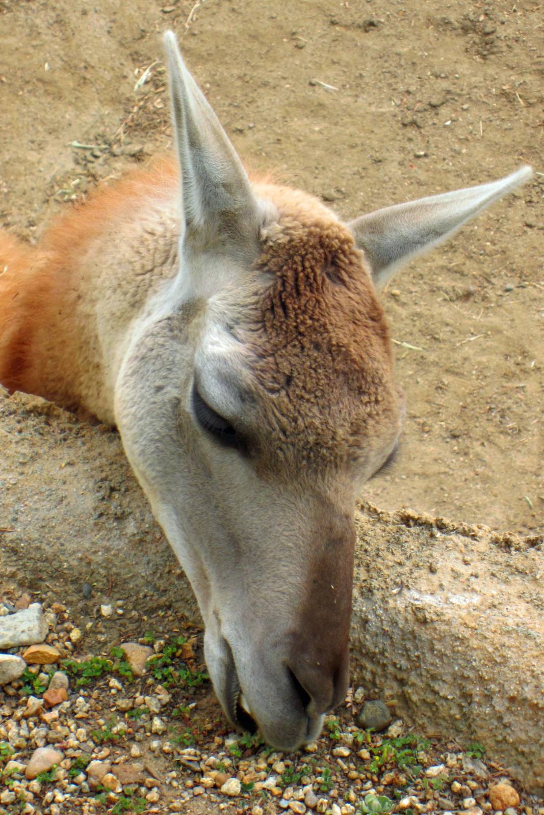 Guanaco