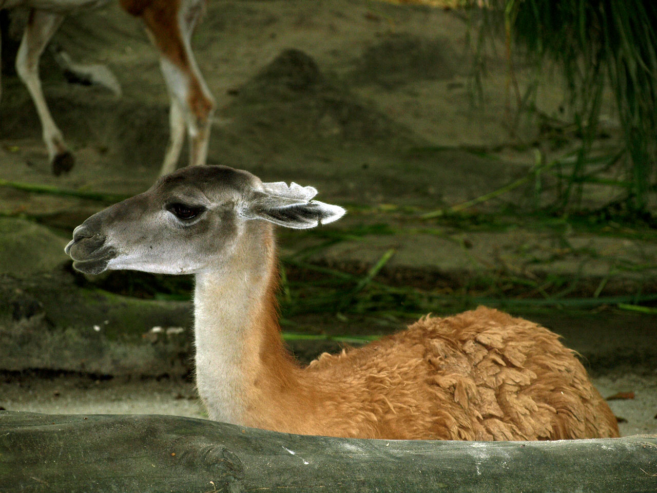 Guanaco