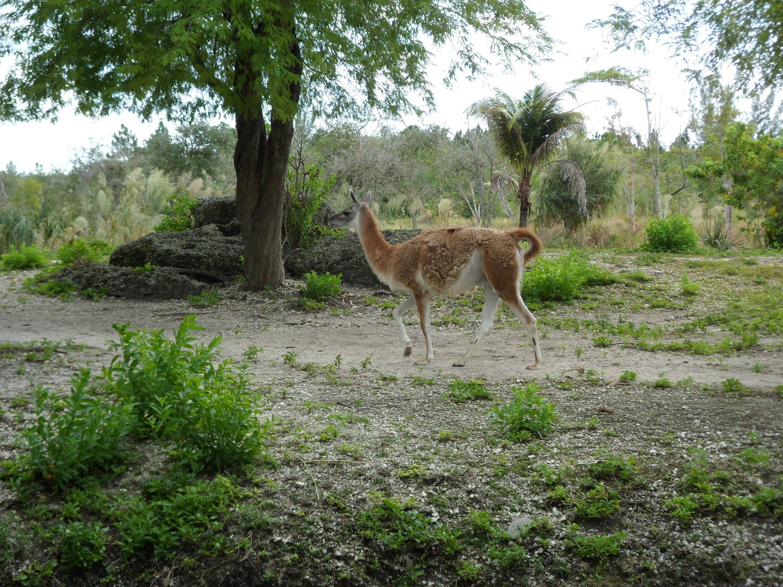 Guanaco