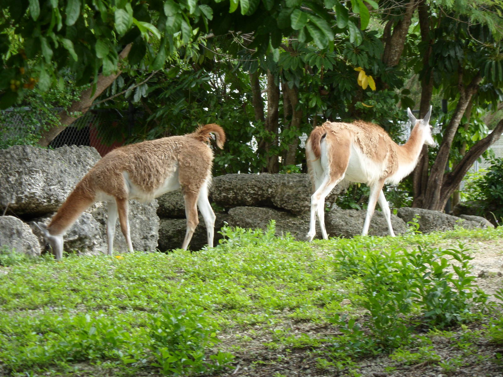 Guanaco