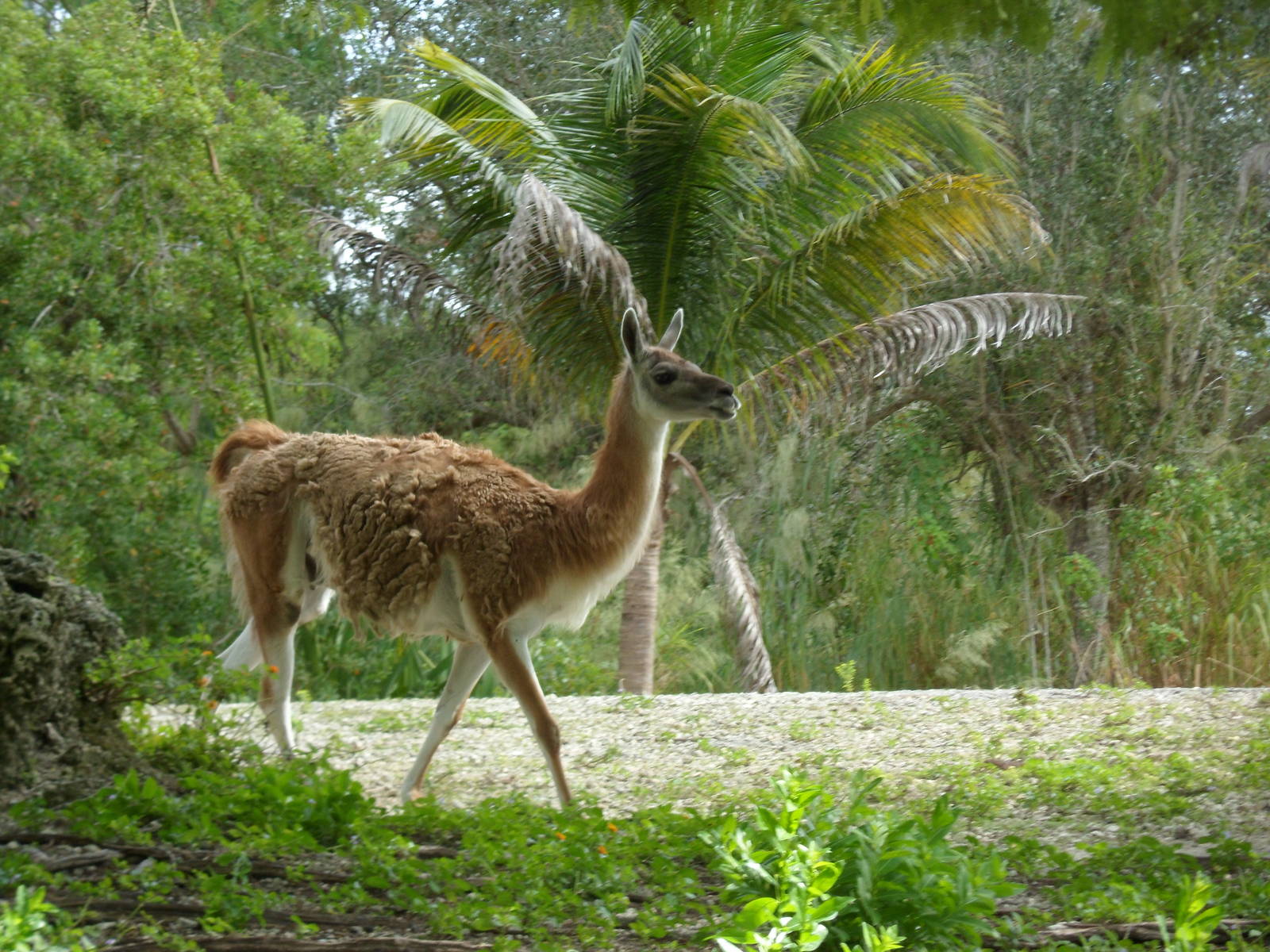 Guanaco