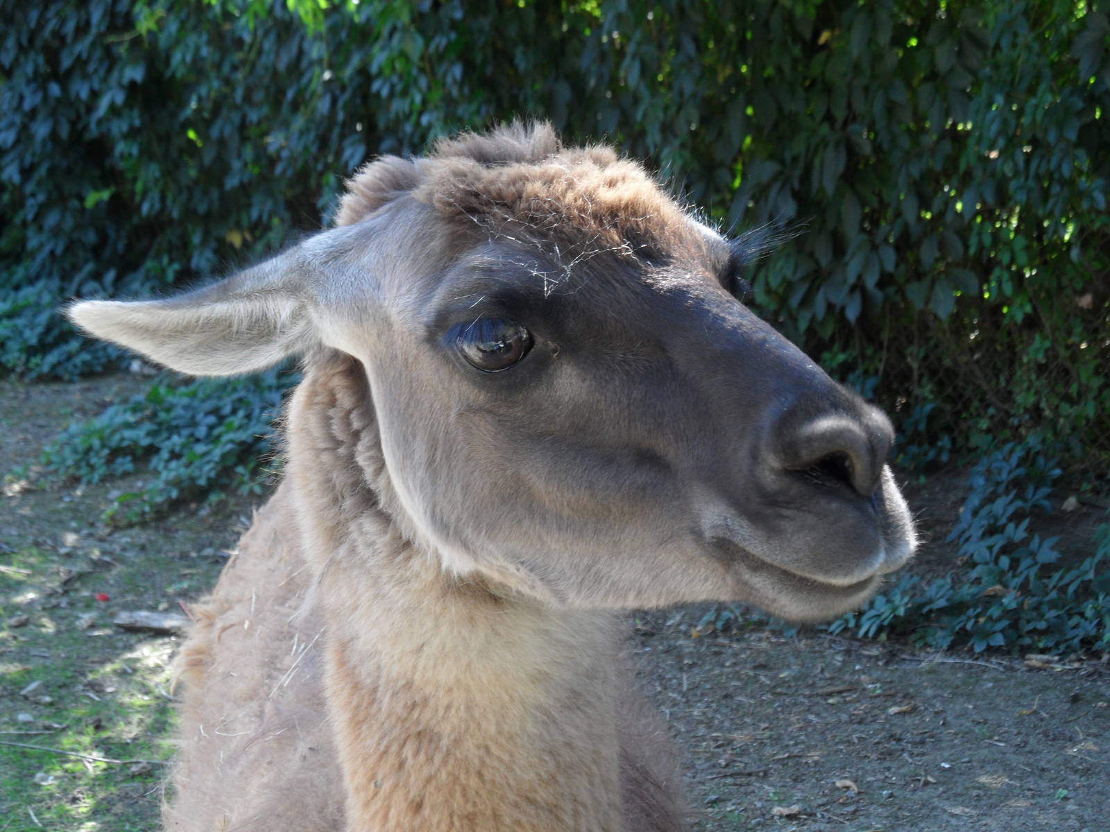 Guanaco