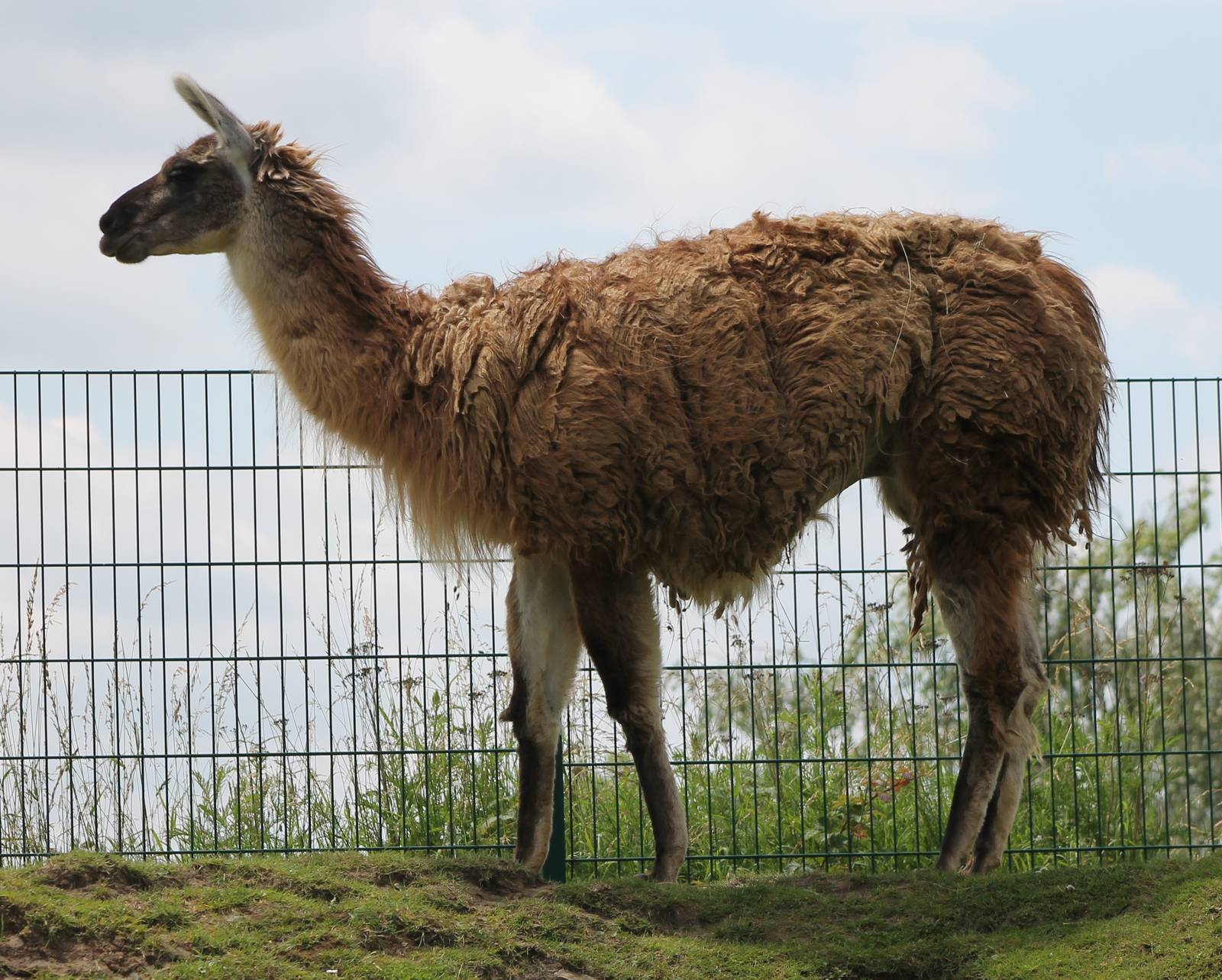 Guanaco