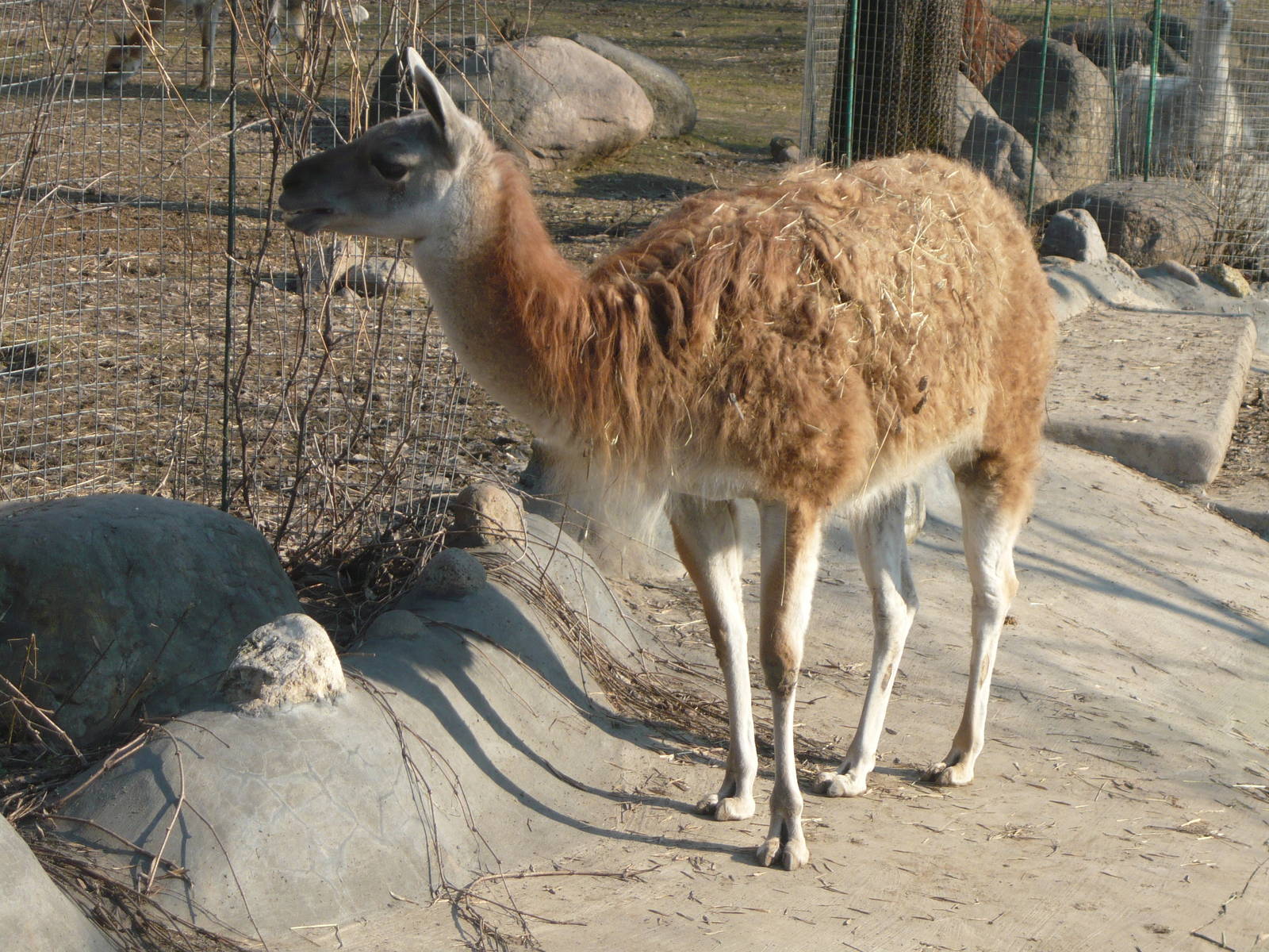 Guanaco