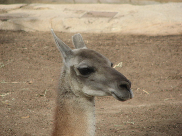 Guanaco