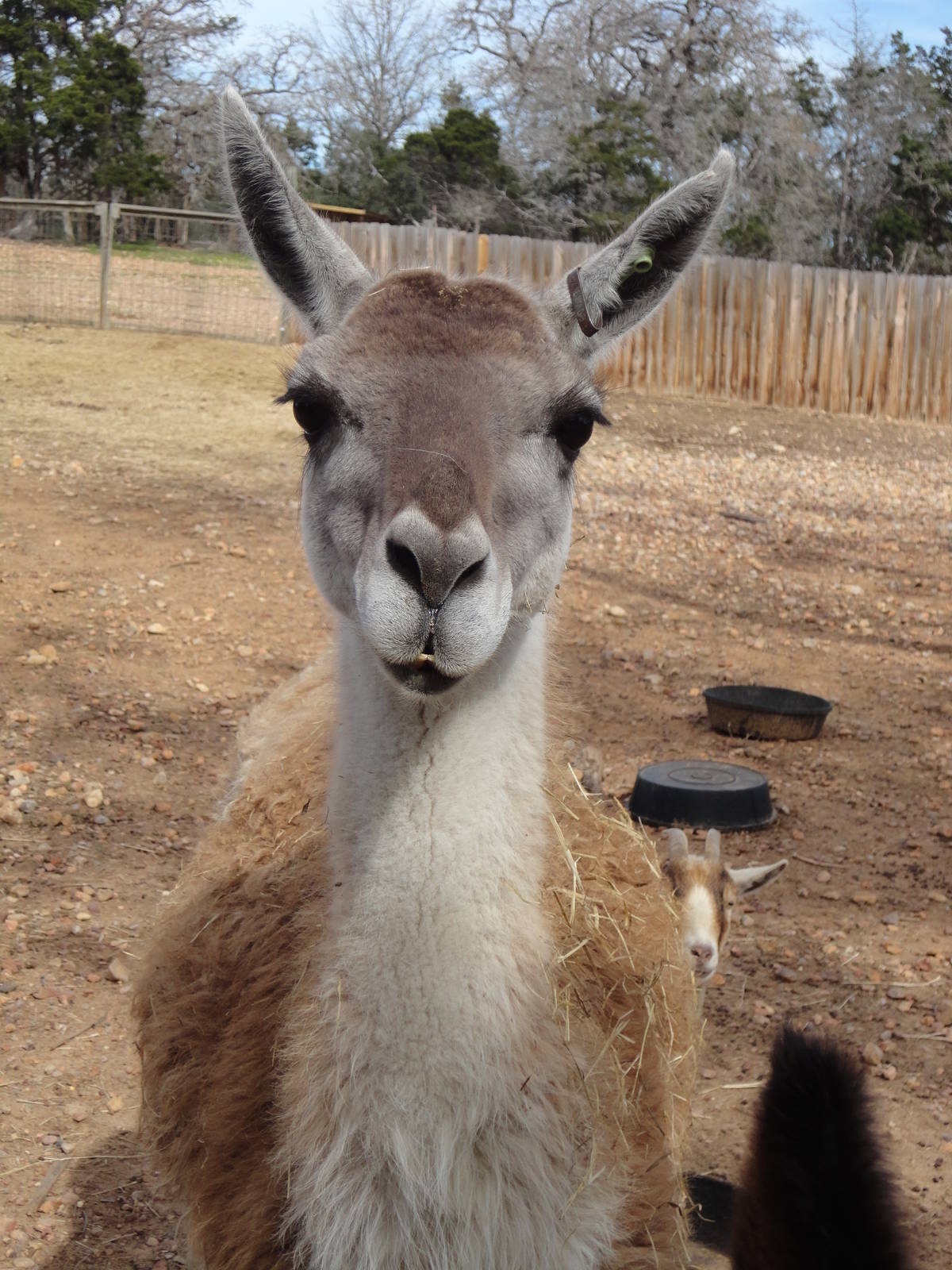 Guanaco