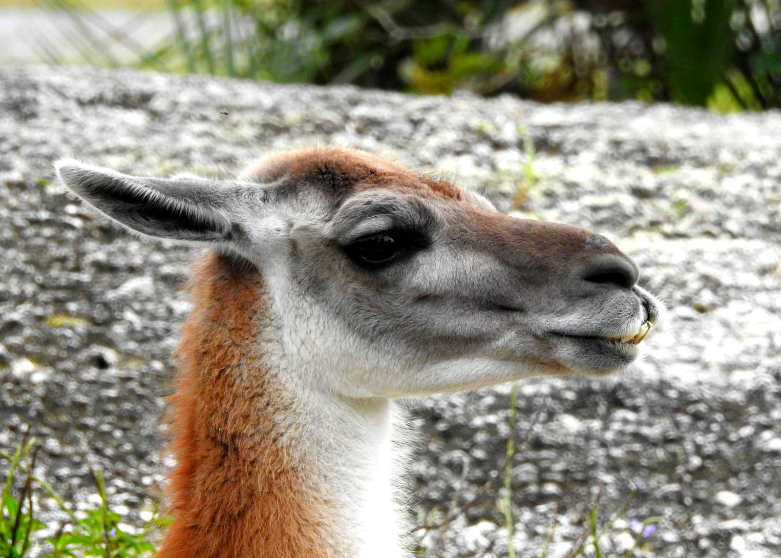 Guanaco