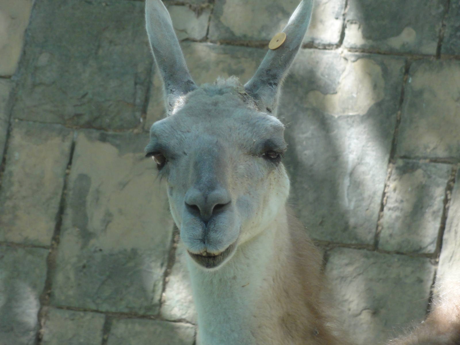 Guanaco