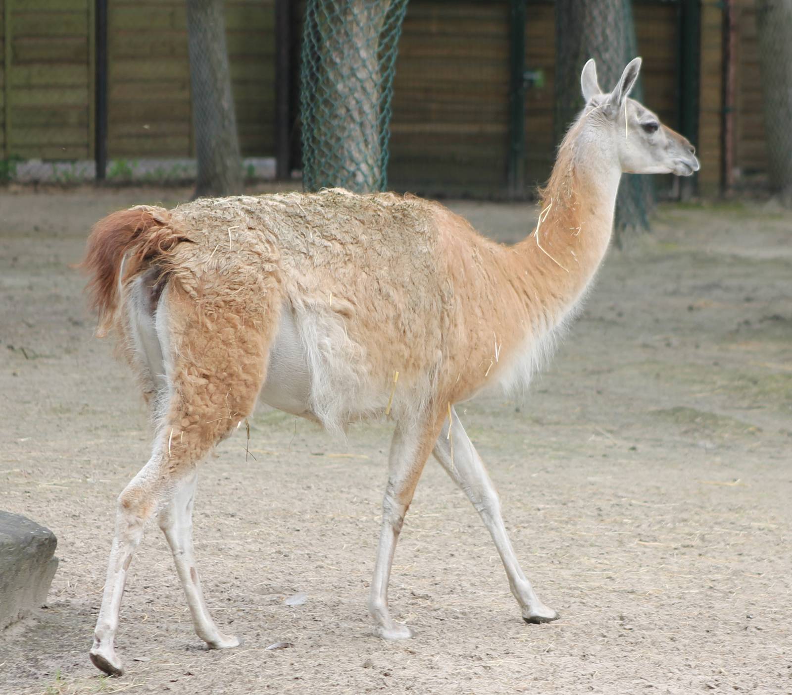 Guanaco