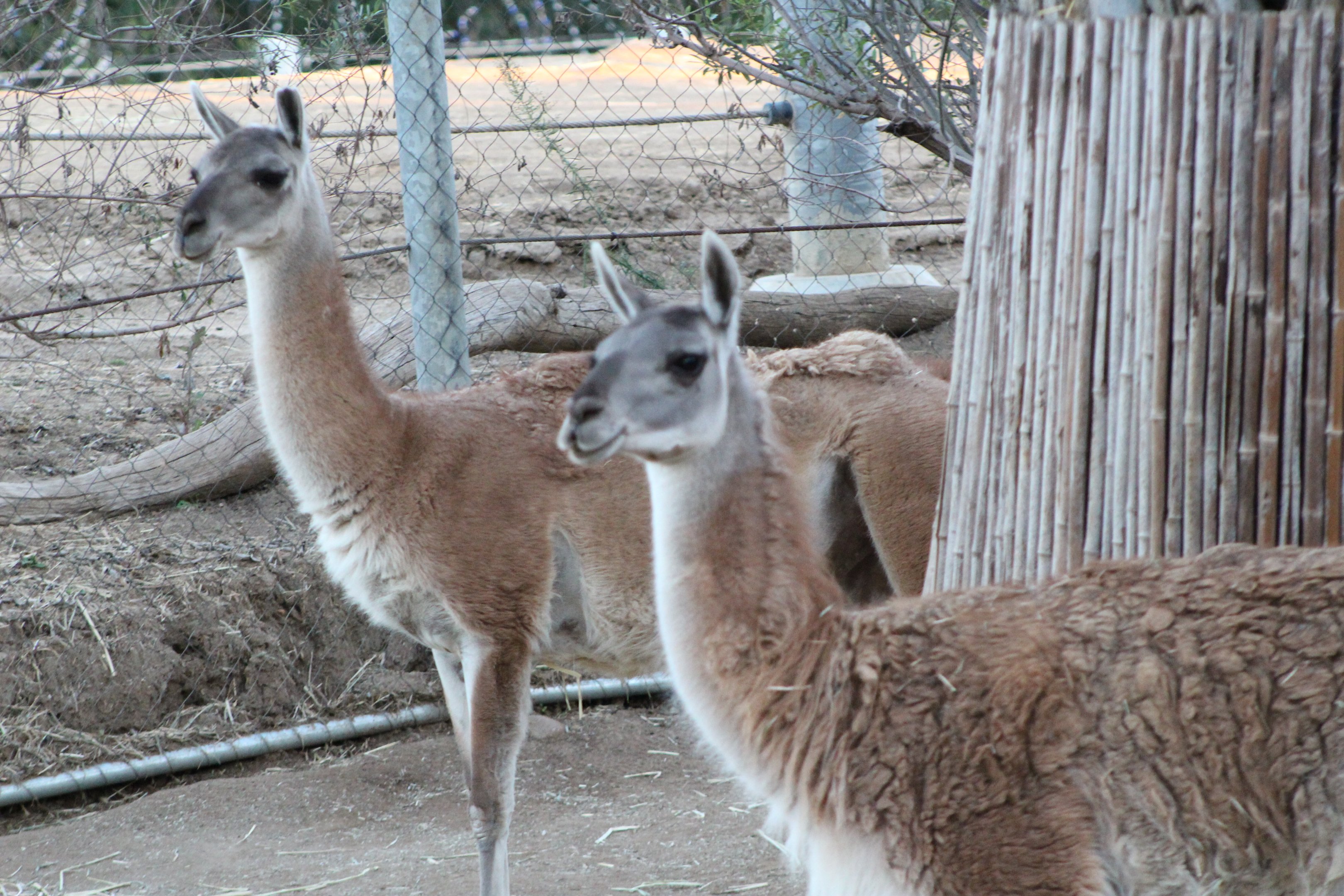 Guanaco
