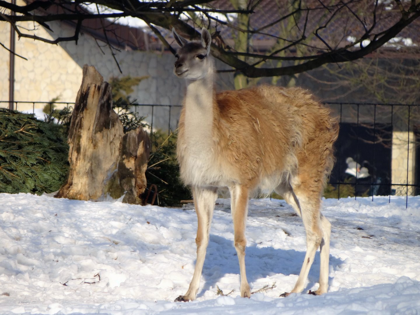 Guanaco