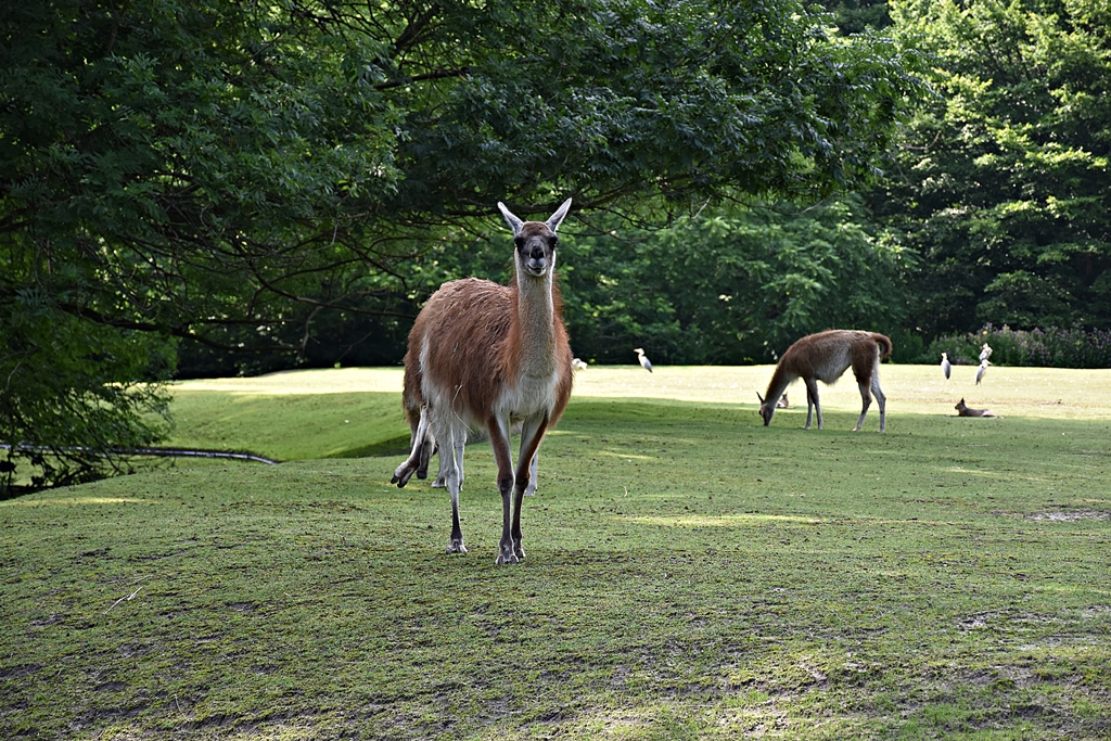Guanaco