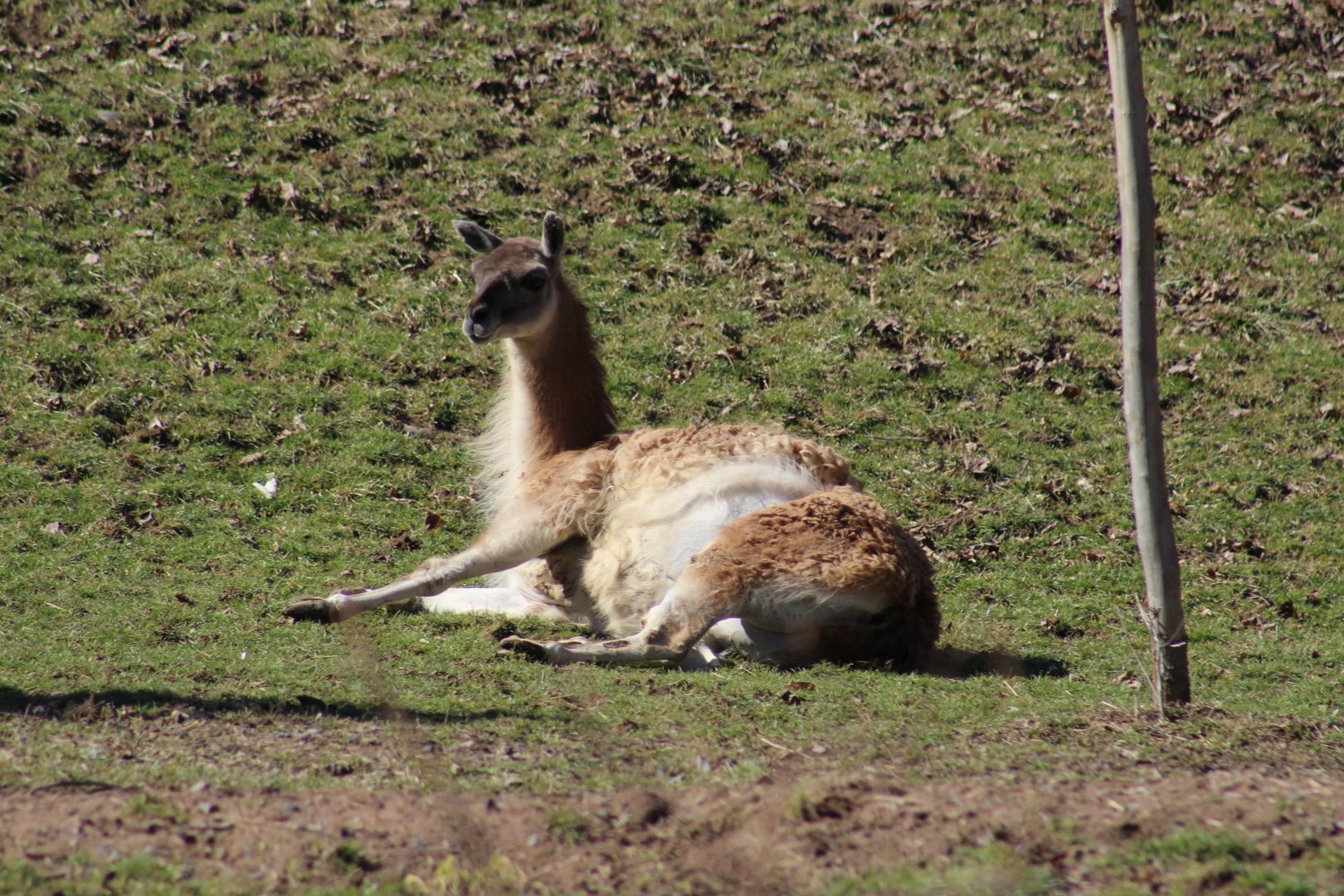 Guanaco