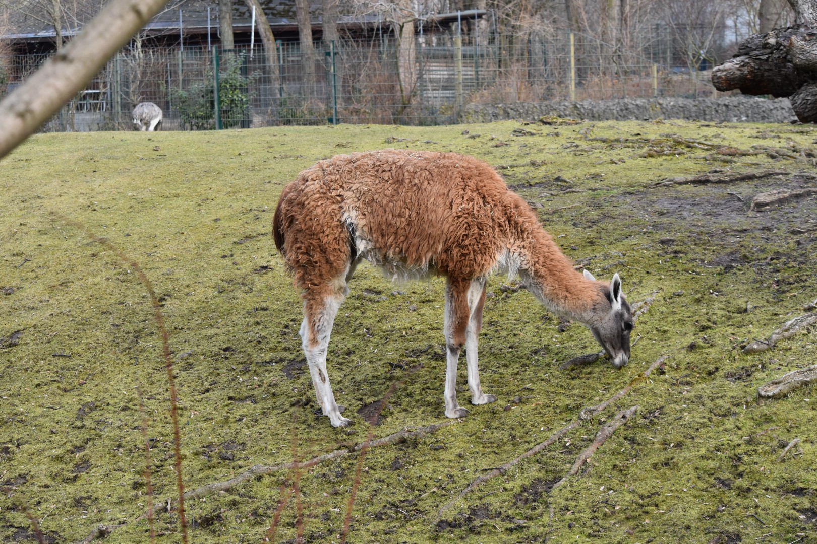 Guanaco