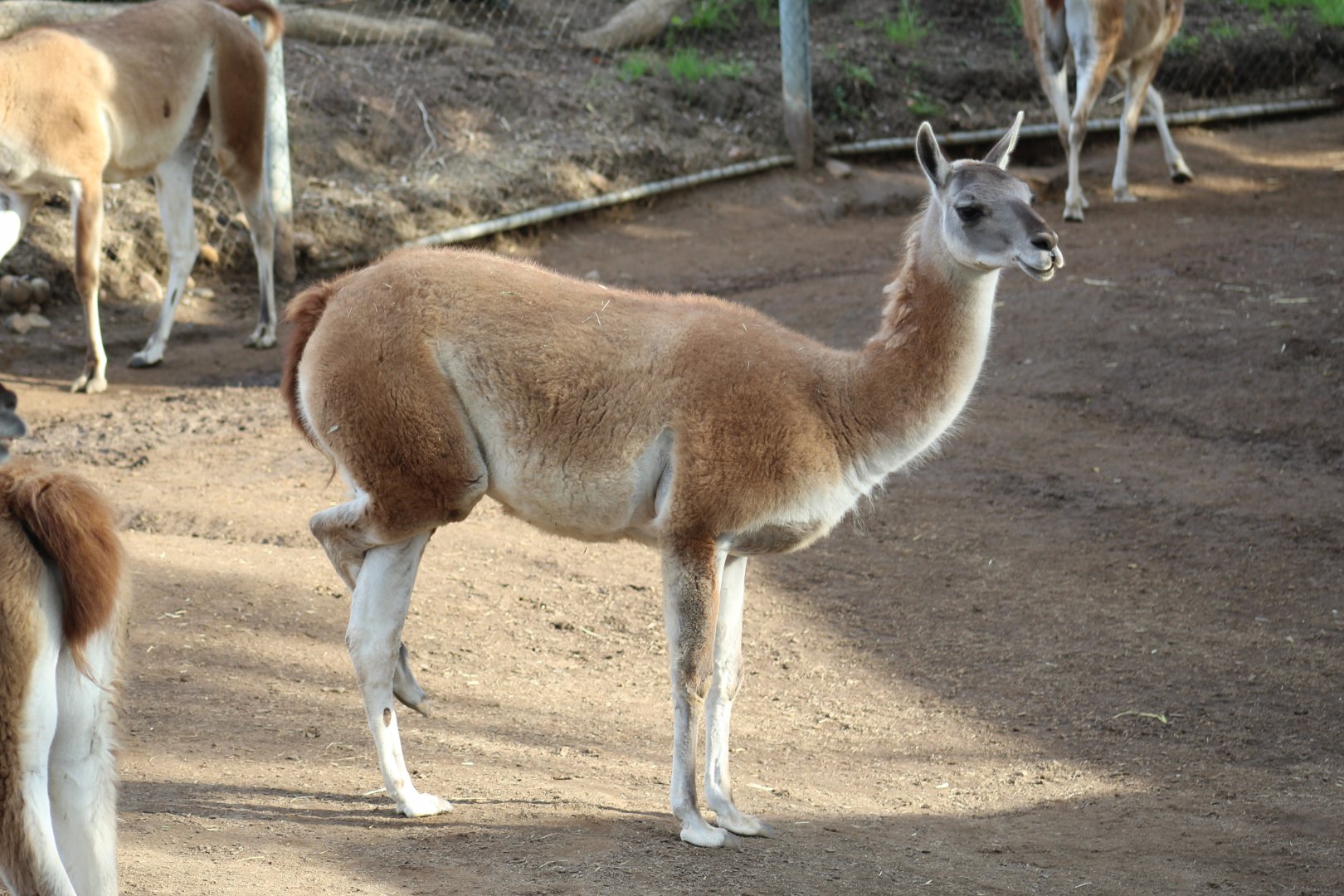 Guanaco