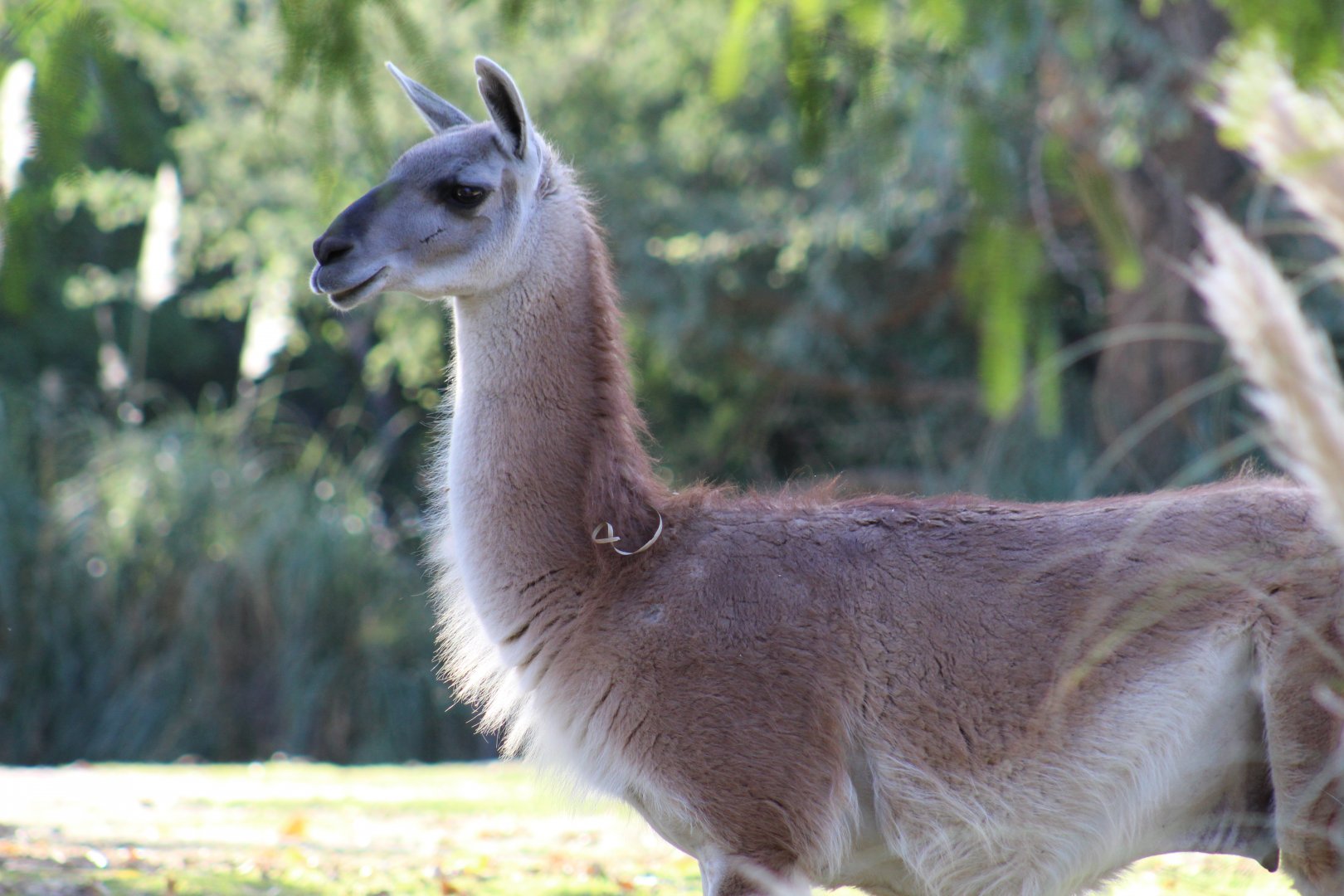 Guanaco