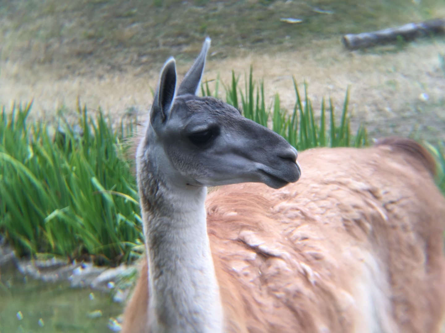 Guanaco