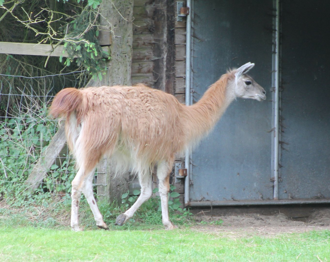 Guanaco