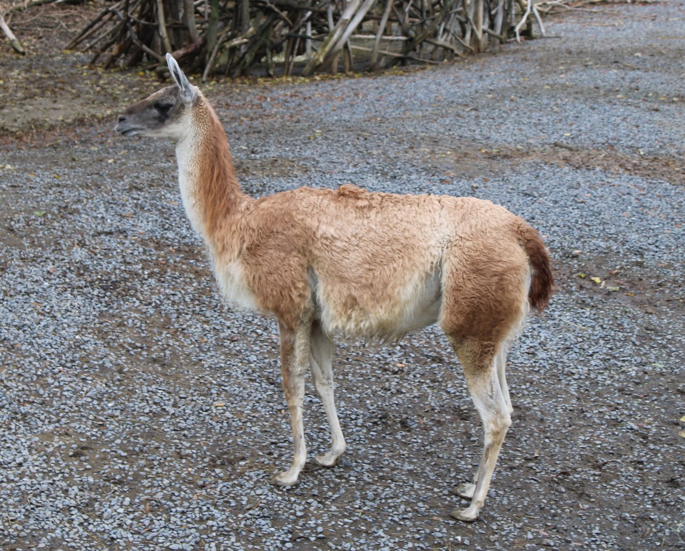 Guanaco