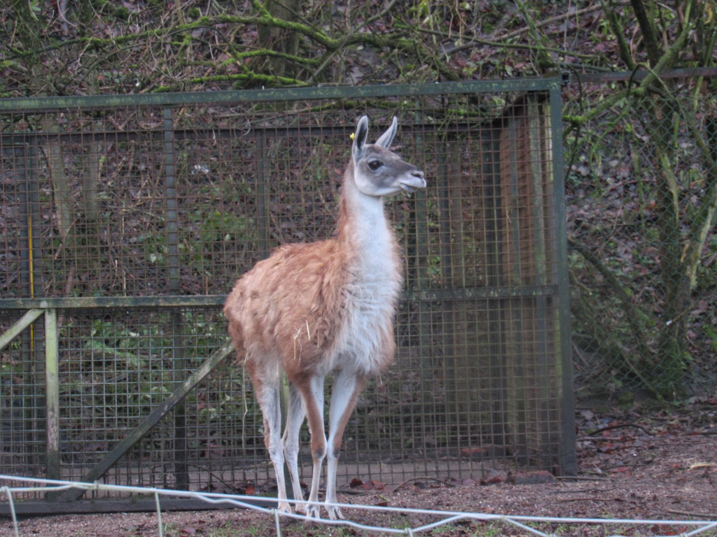 Guanaco