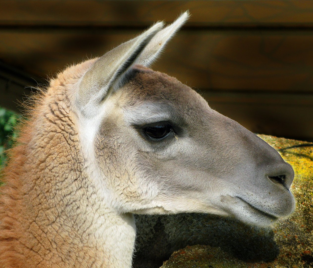 Guanaco