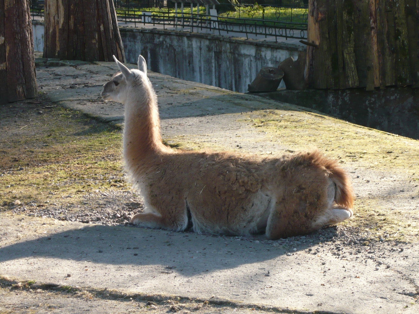 Guanaco