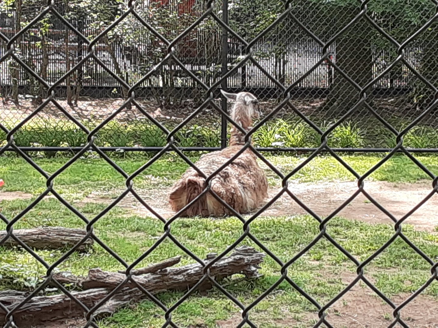 Guanaco