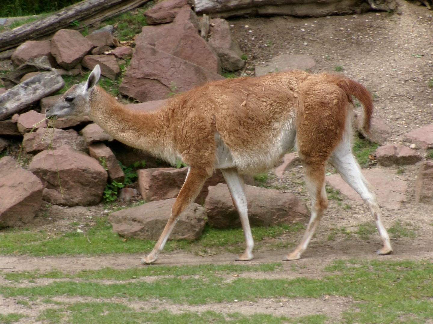 Guanaco