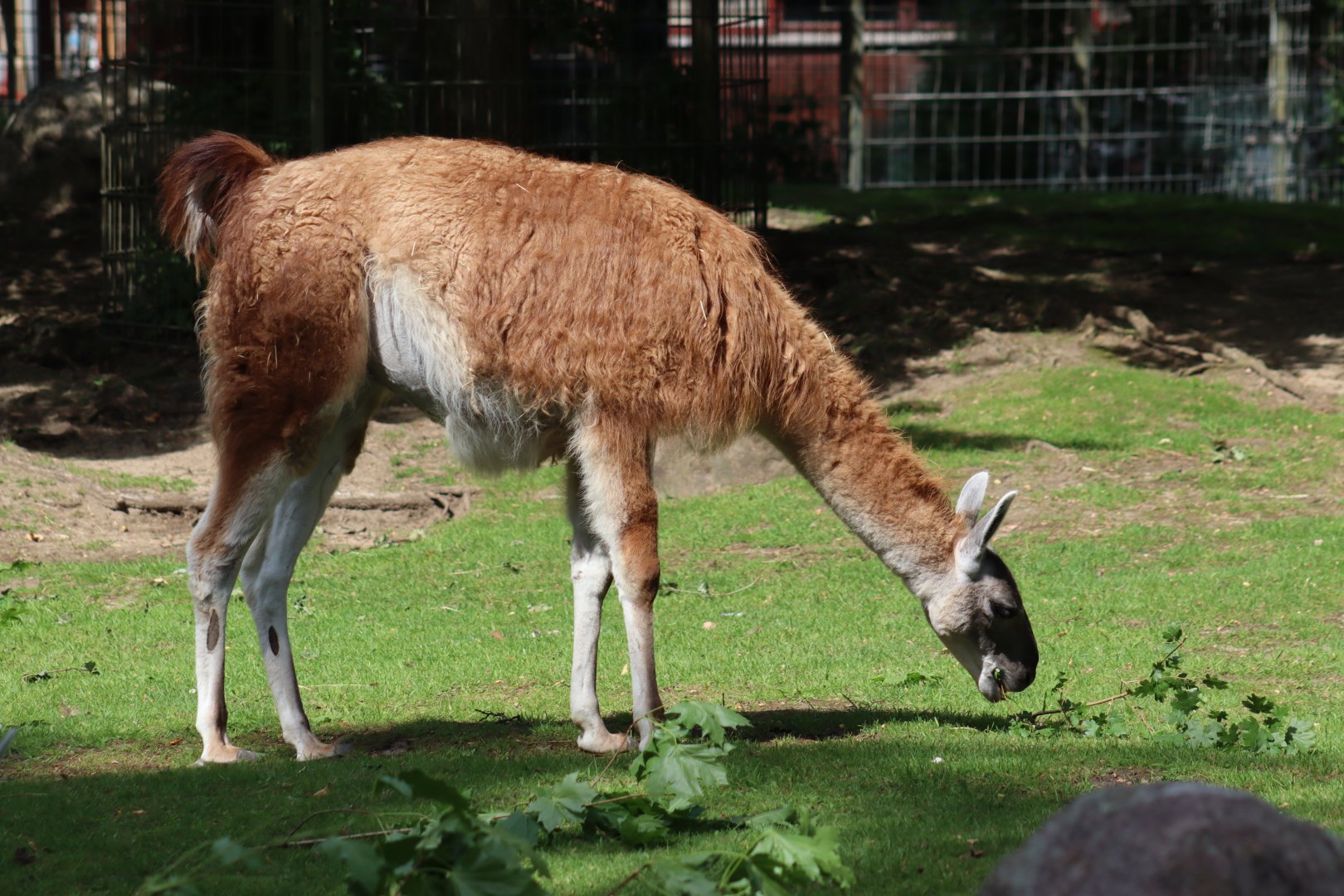 Guanaco