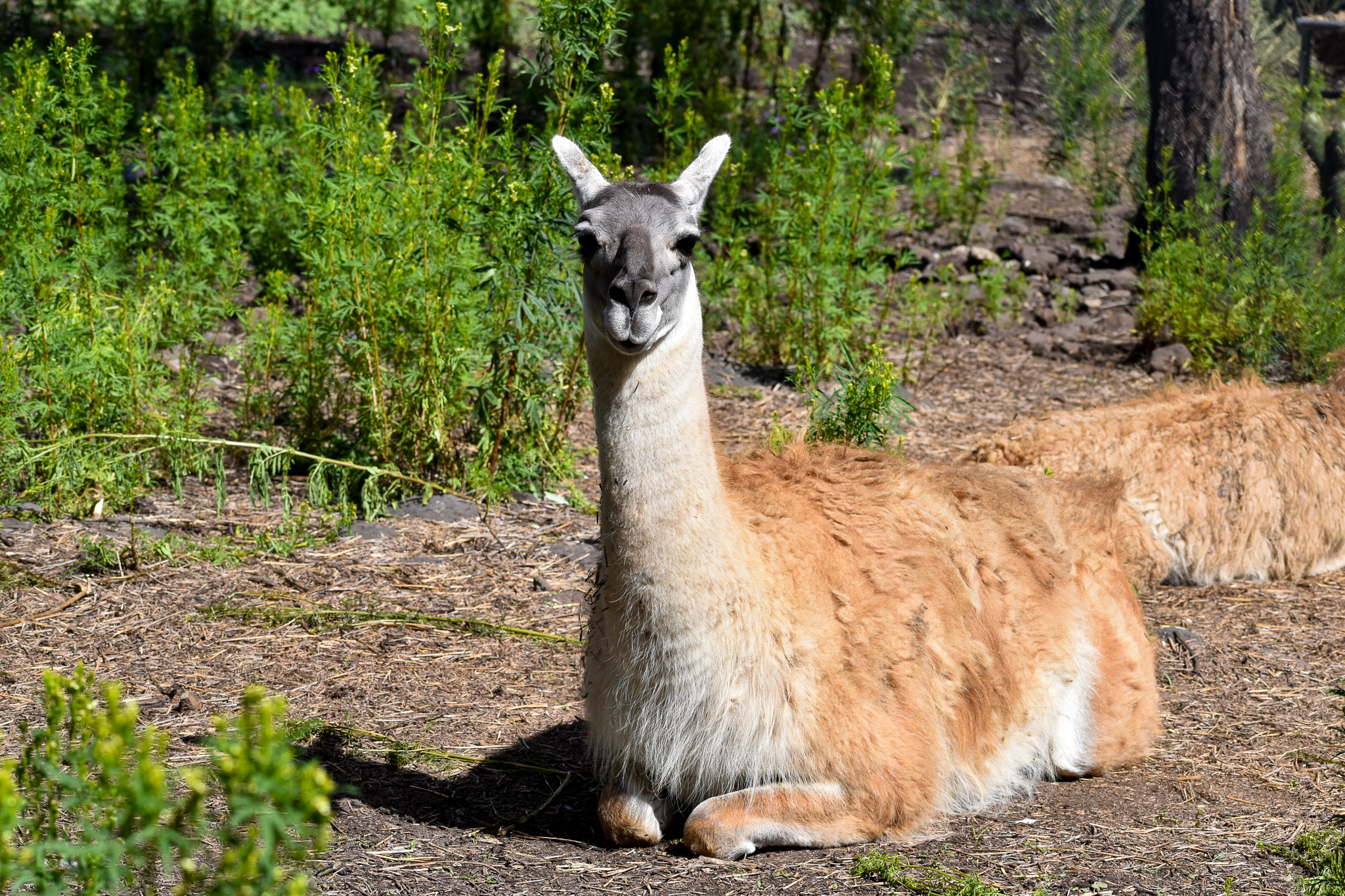 Guanaco