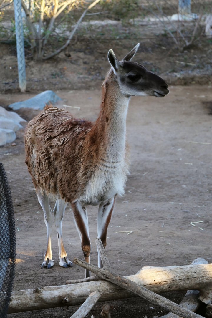 Guanaco