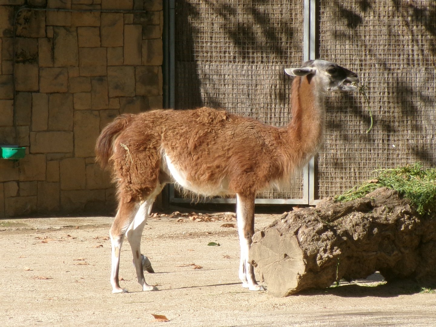 Guanaco