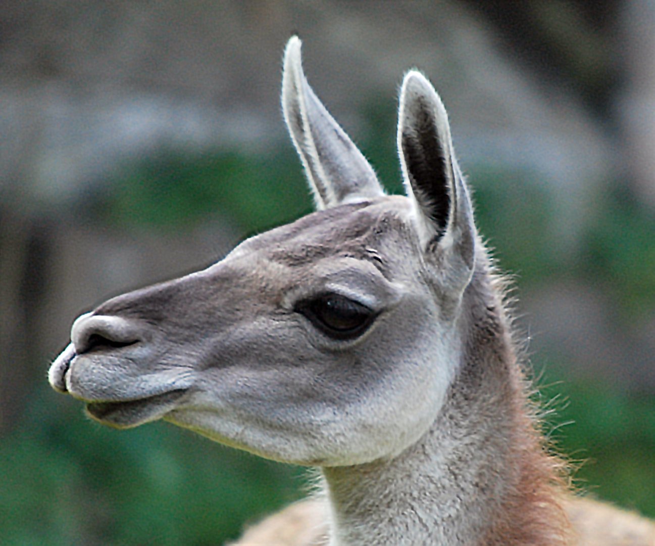 GUANACO