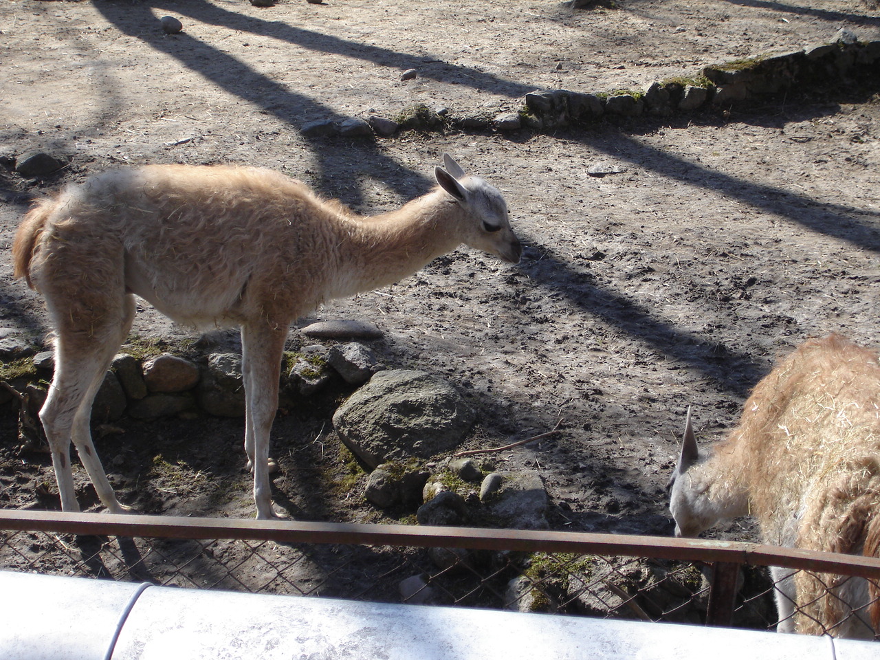 Guanaco