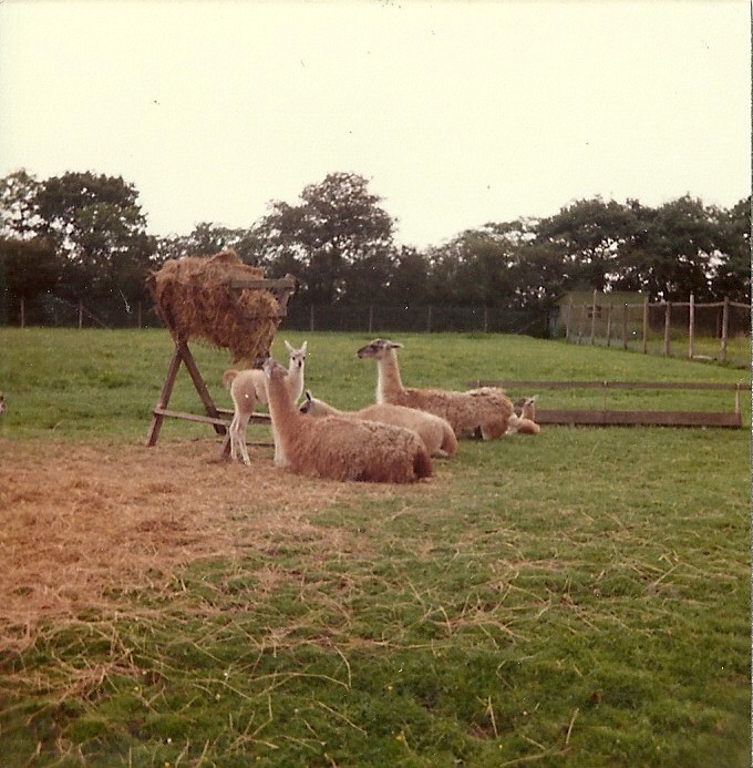 Guanacos 1976