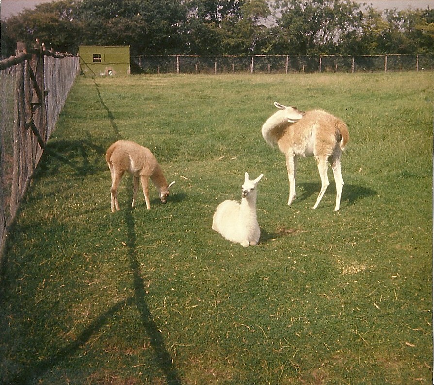 Guanacos 1979