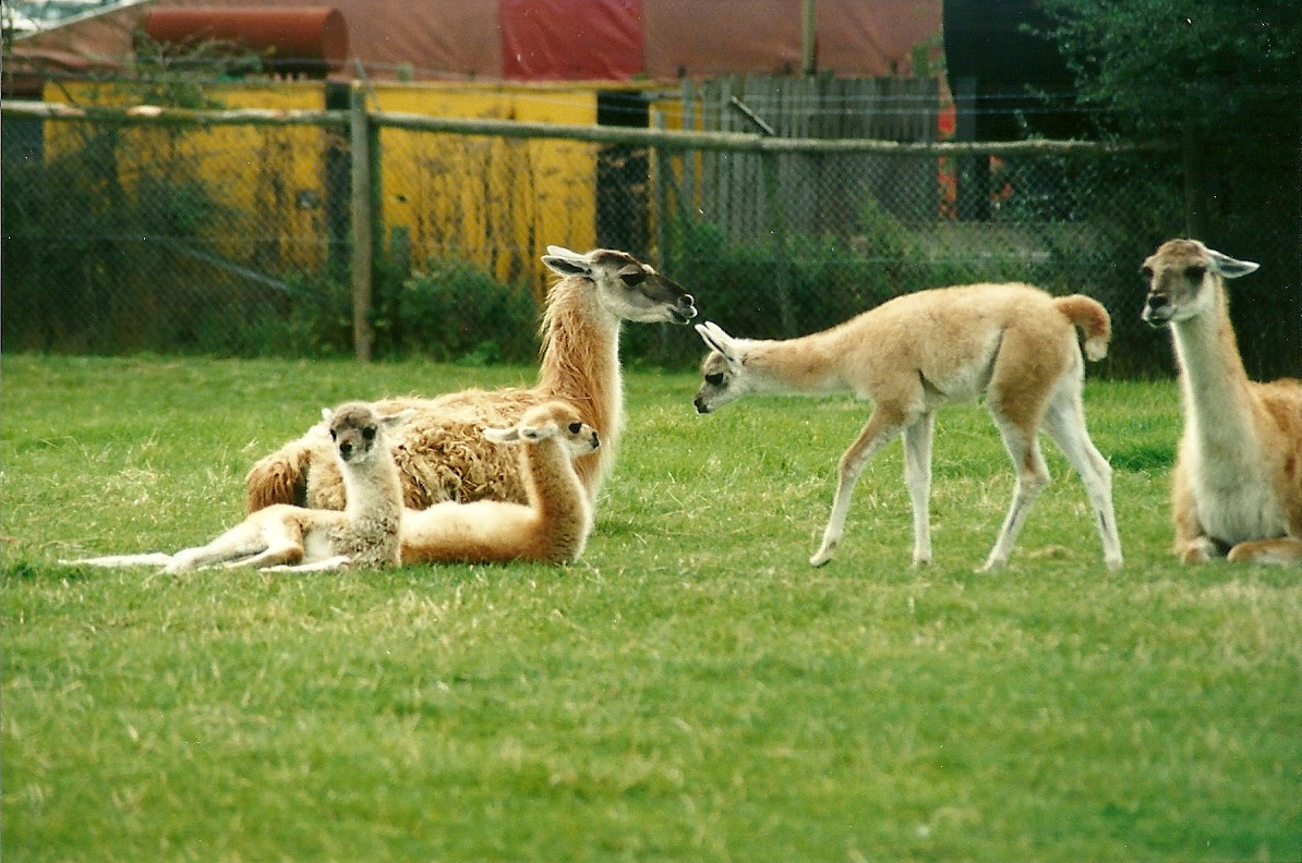 Guanacos, 19th August 2000