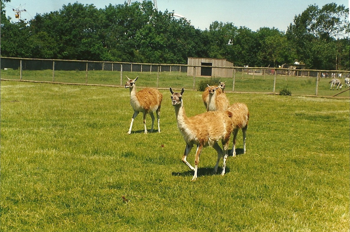 Guanacos 19th July 1997