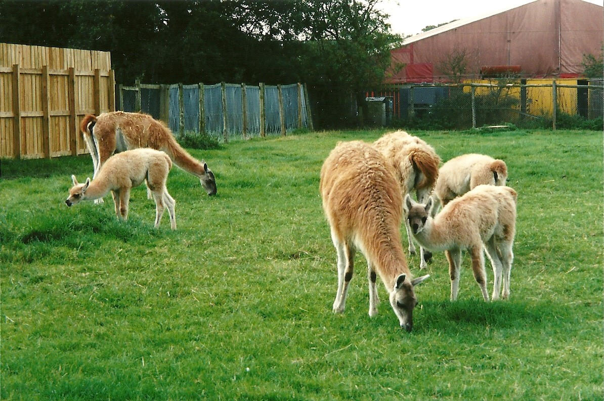 Guanacos, 23rd September 2000