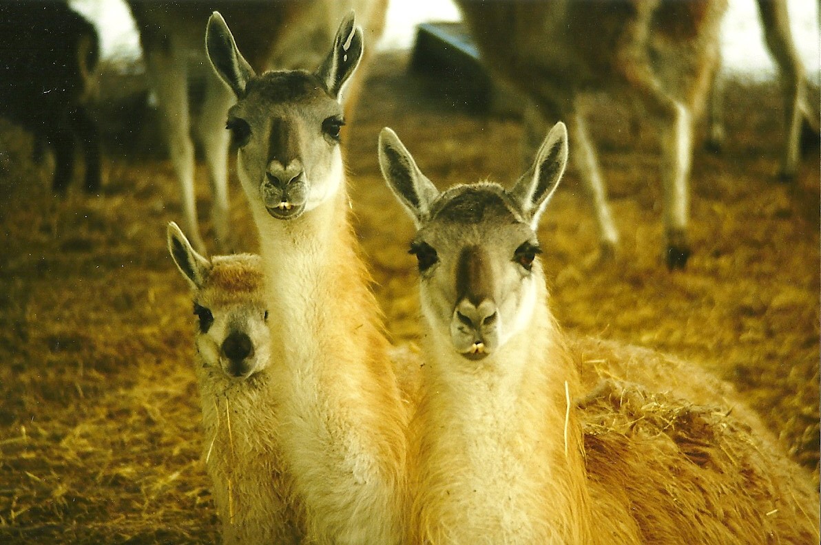 Guanacos 5th December 1998