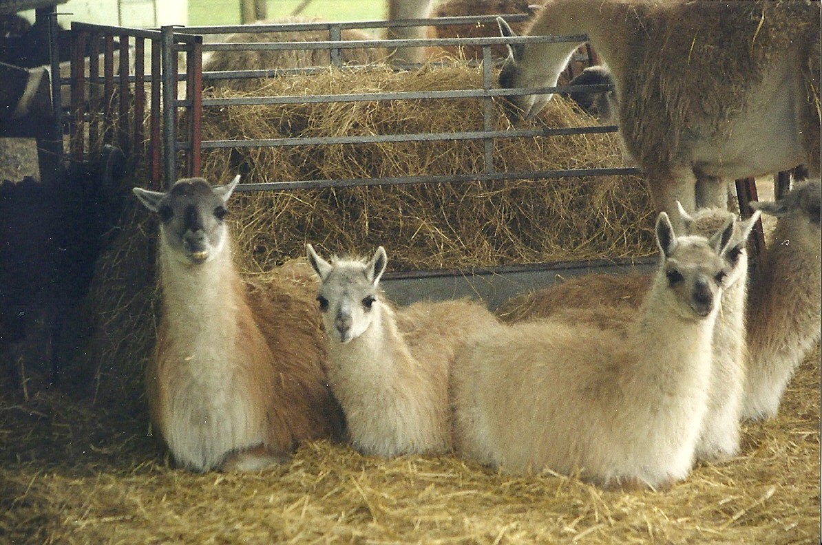 Guanacos 6th February 1999