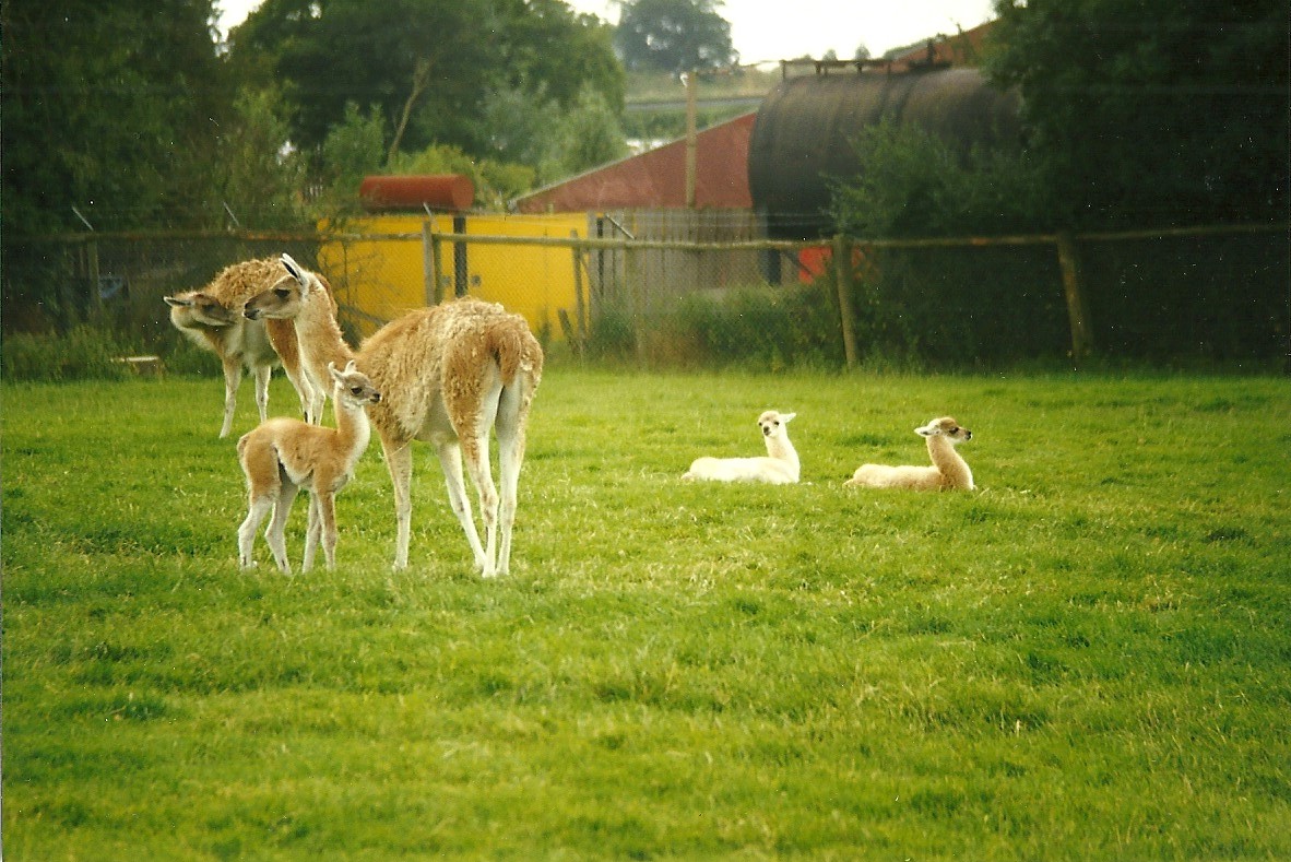 Guanacos 8th August 1998