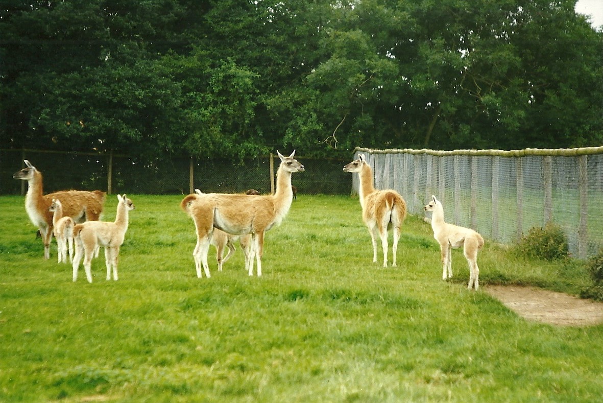 Guanacos 8th August 1998