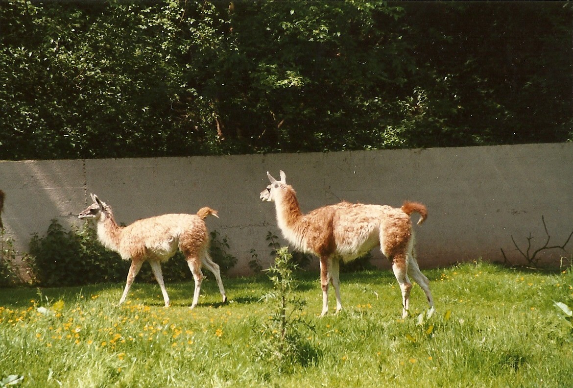 Guanacos 8th June 1996