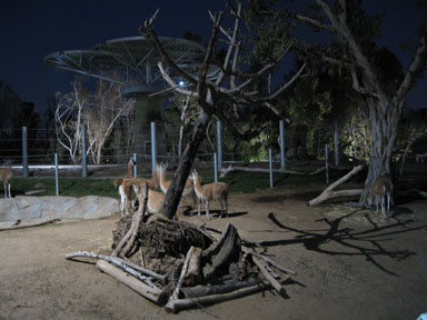 Guanacos and elephant at night