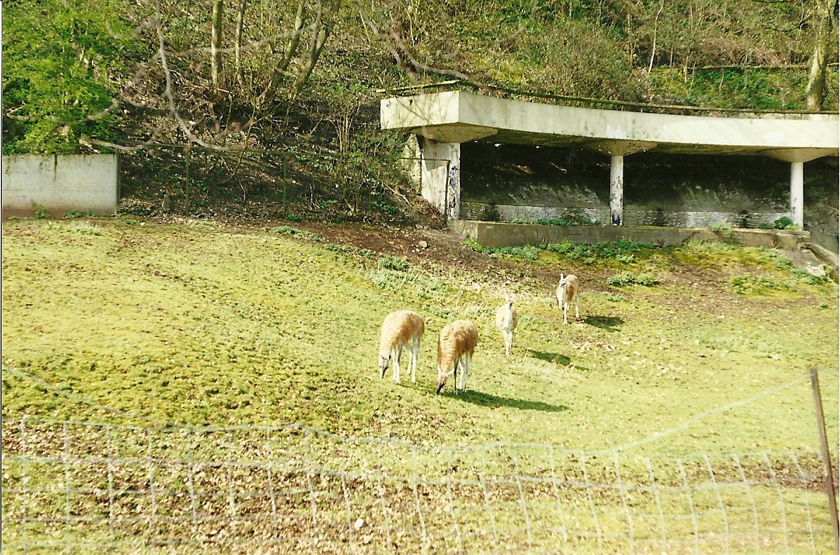 Guanacos and Lubetkin Terrace 2nd April 1999