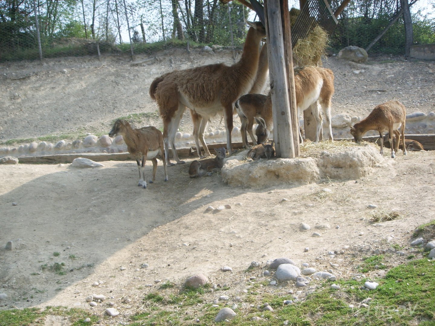 Guanacos and mouflons [2000's]